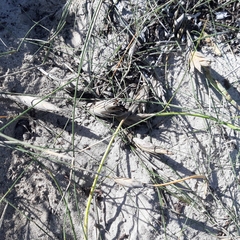 Ehrharta villosa maxima