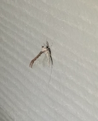 Callibaetis pretiosus