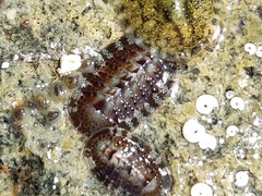 Chiton barnesii