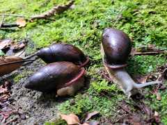 Mirinaba cadeadensis