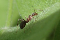 Formica francoeuri
