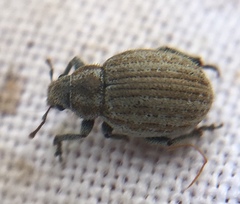 Philopedon plagiatum