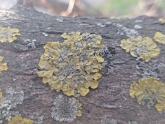 Xanthoria parietina