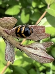 Cryptocephalus trifasciatus