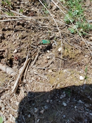 Cicindela