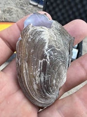 Potamilus metnecktayi