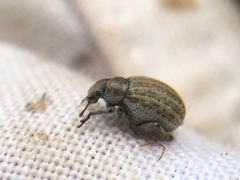 Philopedon plagiatum