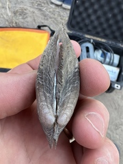 Potamilus metnecktayi