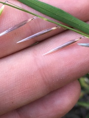 Melica stricta