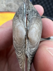Potamilus metnecktayi