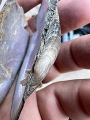 Potamilus metnecktayi