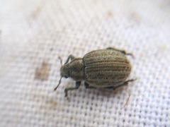 Philopedon plagiatum