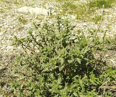 Scrophularia rupestris