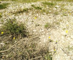 Scrophularia rupestris