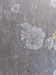 Physciaceae