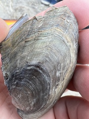 Potamilus metnecktayi