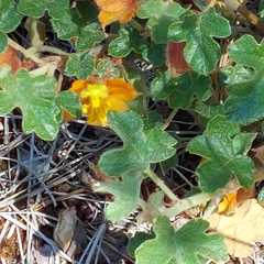 Fremontodendron decumbens