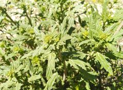 Scrophularia rupestris