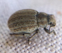 Philopedon plagiatum