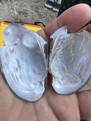 Potamilus metnecktayi