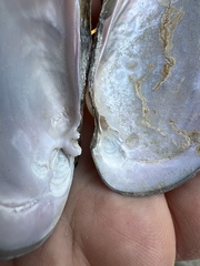 Potamilus metnecktayi