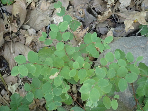 iNaturalist observation photo of creeping snowberry