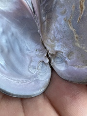 Potamilus metnecktayi