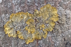 Xanthoria parietina