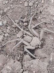 Sicarius thomisoides