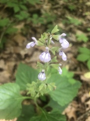 Salvia urticifolia