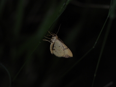 Gandaritis pyraliata