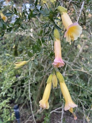 Cantua