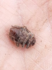 Entomochilus freudei