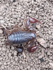 Bothriurus keyserlingi
