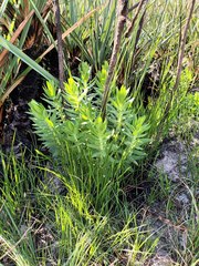 Osmitopsis asteriscoides