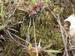 Multiclavula vernalis