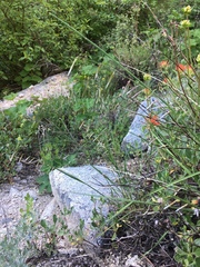 Melica stricta