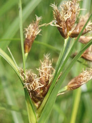 Bolboschoenus yagara