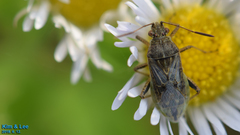 Stictopleurus minutus