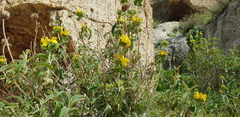 Phlomis platystegia