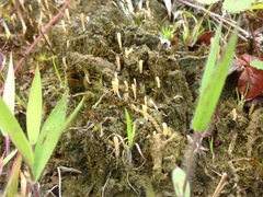 Multiclavula vernalis