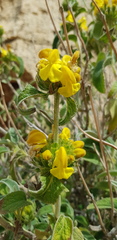 Phlomis platystegia