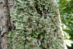 Ricasolia amplissima