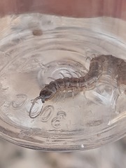 Akymnopellis