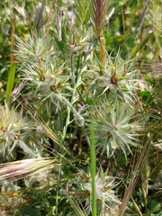 Trifolium stellatum