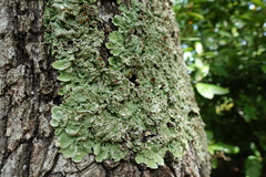 Ricasolia amplissima