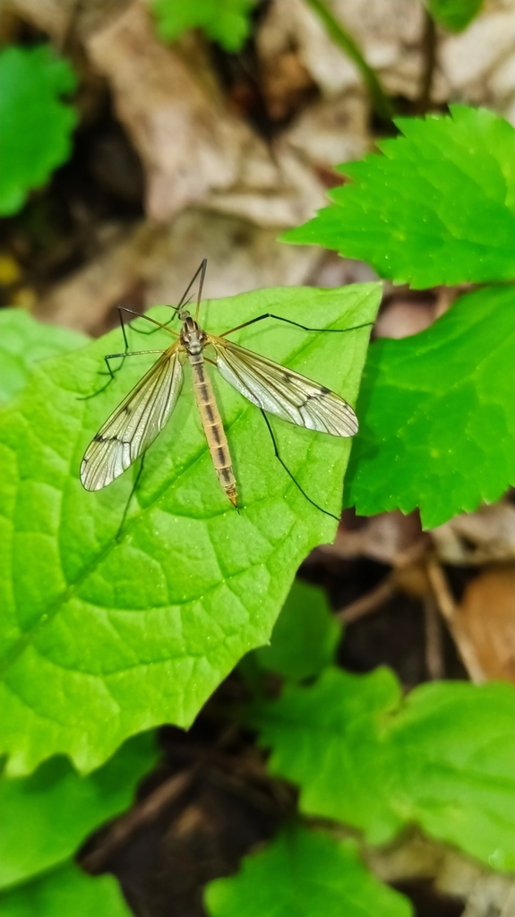 Pedicia occulta