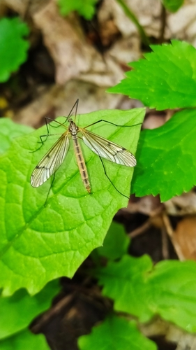 Pedicia occulta