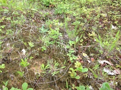 Multiclavula vernalis