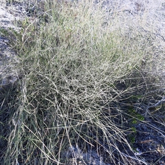 Ehrharta villosa maxima